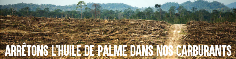 Arrêtons l’huile de palme dans nos carburants ! : Image à la une